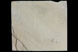 Cretaceous Brittle Star (Geocoma) Fossil - Lebanon #106181-1